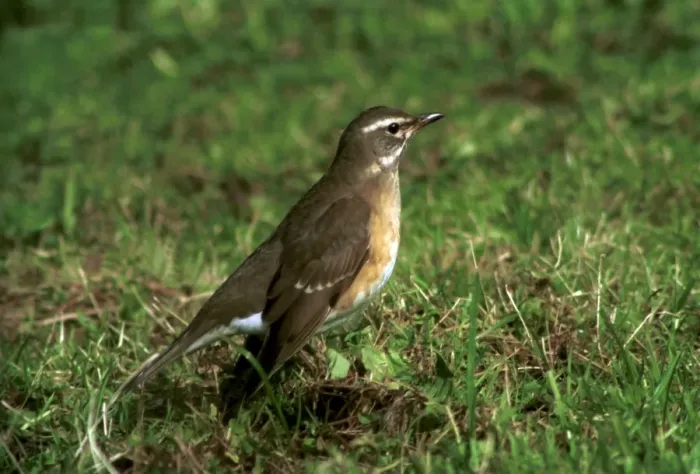 Framed Print : Eye-browed Thrush 1st winter October Isles of Scilly, UK Framed Print : Eye-browed Thrush 1st winter October Isles of Scilly, UK