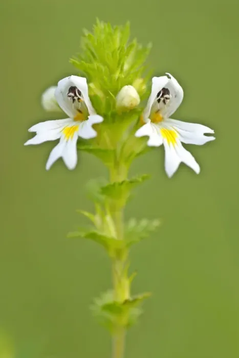 Framed Print : Eyebright blossom on a meadow Baden-Wuerttemberg, Germany Framed Print : Eyebright blossom on a meadow Baden-Wuerttemberg, Germany