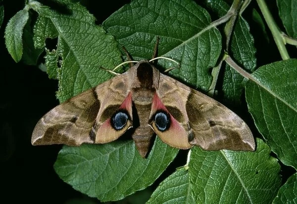 Eyed Hawk Moth - female on Sallow (food plant) - showing flash  /  warning colouration on eye-spots