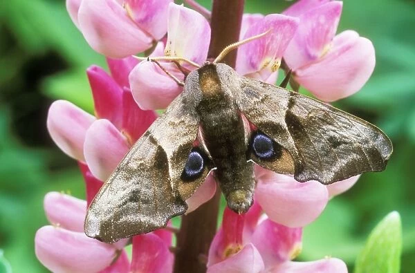 Eyed Hawk-moth On lupin flower