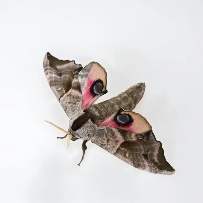 Framed Print : Eyed Hawkmoth Bedfordshire UK 005585 Framed Print : Eyed Hawkmoth Bedfordshire UK 005585