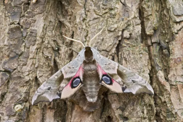 Framed Print : Eyed Hawkmoth - resting on tree trunk Bedfordshire UK 005567 Framed Print : Eyed Hawkmoth - resting on tree trunk Bedfordshire UK 005567