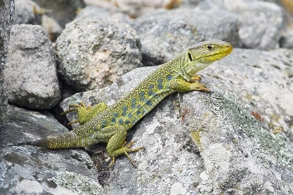 Eyed  /  Ocellated Lizard - male on rocks, region of Alentejo, Portugal