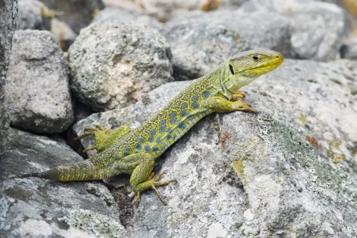 Framed Print : Eyed / Ocellated Lizard - male on rocks, region of Alentejo, Portugal Framed Print : Eyed / Ocellated Lizard - male on rocks, region of Alentejo, Portugal