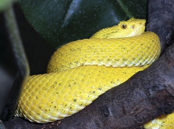 Eyelash Pit Viper: from Central /  South America