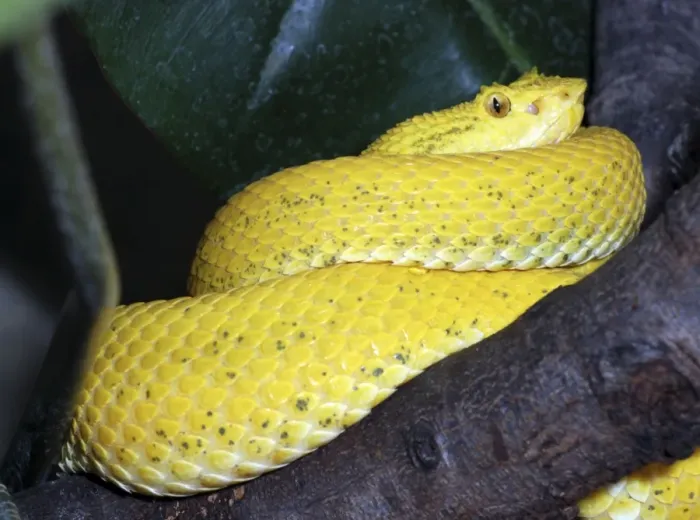 Framed Print : Eyelash Pit Viper: from Central / South America Framed Print : Eyelash Pit Viper: from Central / South America