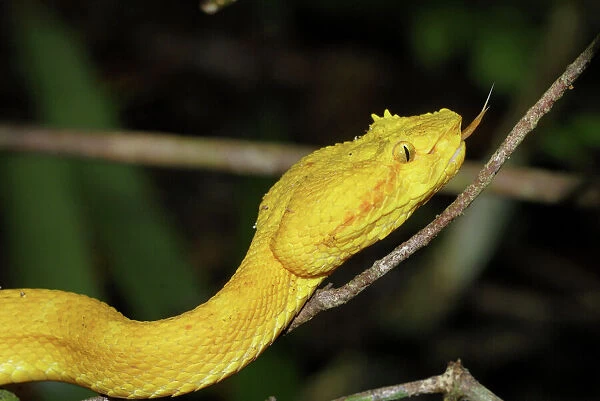 Eyelash Pit Viper, yellow coloration Cahuita N. P. Costa Rica