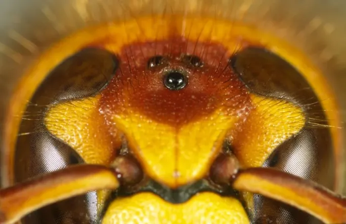 Framed Print : Eyes of Hornet Framed Print : Eyes of Hornet