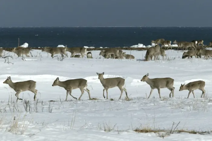Framed Print : Ezo's Sika Deer - herd Framed Print : Ezo's Sika Deer - herd