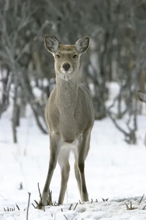 Framed Print : Ezo's Sika Deer Hokkaido. Japan Framed Print : Ezo's Sika Deer Hokkaido. Japan