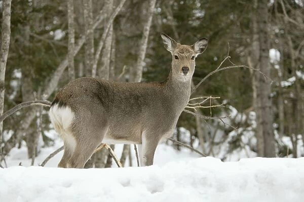 Ezo's Sika Deer. Hokkaido, Japan