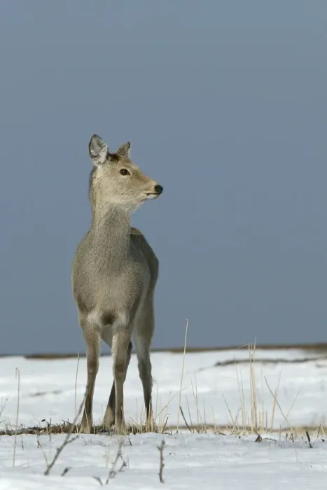 Framed Print : Ezo's Sika Deer. Hokkaido, Japan Framed Print : Ezo's Sika Deer. Hokkaido, Japan
