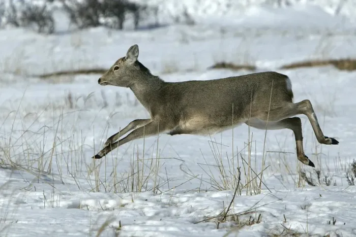 Framed Print : Ezo's Sika Deer - running. Hokkaido, Japan