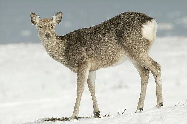 Ezo's Sika Deer - standing in snow Hokkaido. Japan