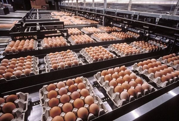 Factory Operation - Eggs