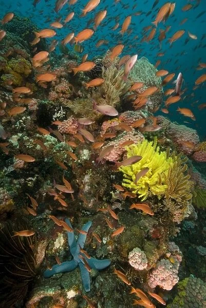 Fairy basslets - swim over a reef adorned with hard coral, colourful soft corals, crinoids, compound ascidians, yellow tubastrea coral, hydroids, a single blue sea star (Linckia laevigata) and a large barrel sponge