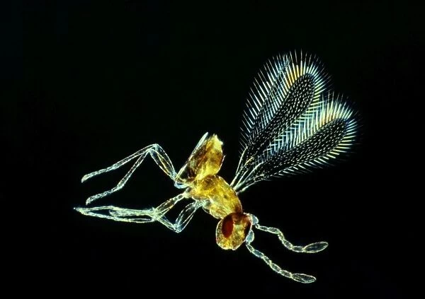 Fairy Fly - x 20 magnification family: Chalcididae
