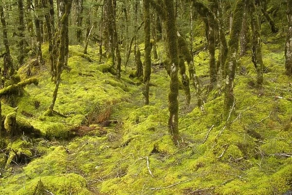 Fairy forest - magical Mountain Beech forest with thickly moss- and lichen-covered trees and ground - Haast Pass Heritage Highway, South Island, New Zealand