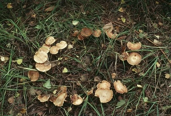Fairy Ring Fungi