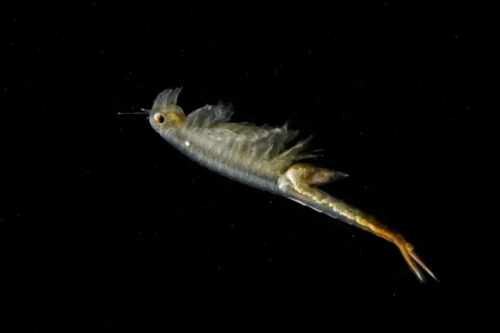 Framed Print : Fairy Shrimp - female showing eggs within