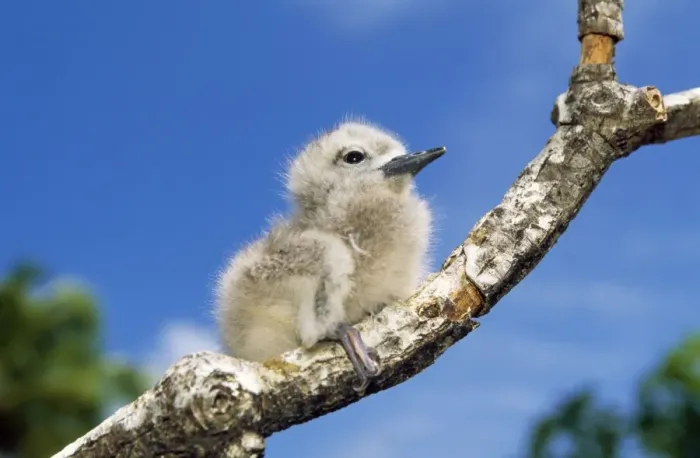 Framed Print : Fairy Tern - chick on branch Framed Print : Fairy Tern - chick on branch
