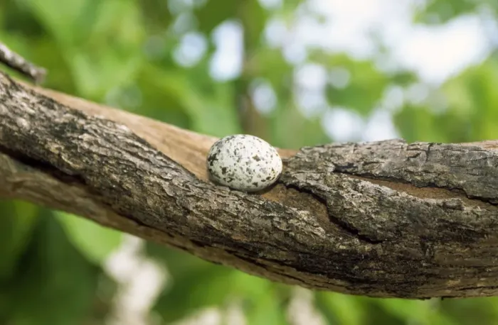 Framed Print : Fairy Tern Egg - on branch Framed Print : Fairy Tern Egg - on branch