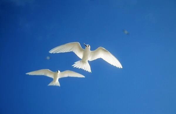 Fairy Tern Two in flight