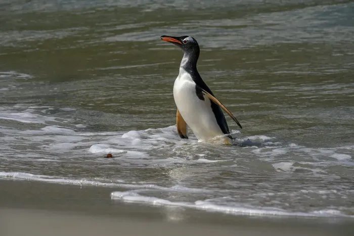 Framed Print : Falkland Islands, Gentoo Penguin emerges from the ocean. Date: 28-10-2019