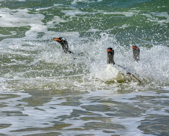 Framed Print : Falkland Islands, Gentoo Penguins emerge from the ocean. Date: 28-10-2019