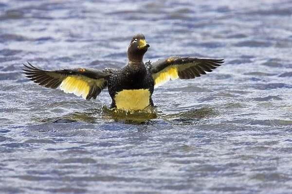 Falklands Flightless Steamer Duck - Stretching wings Carcass Island, Falklands. BI007482