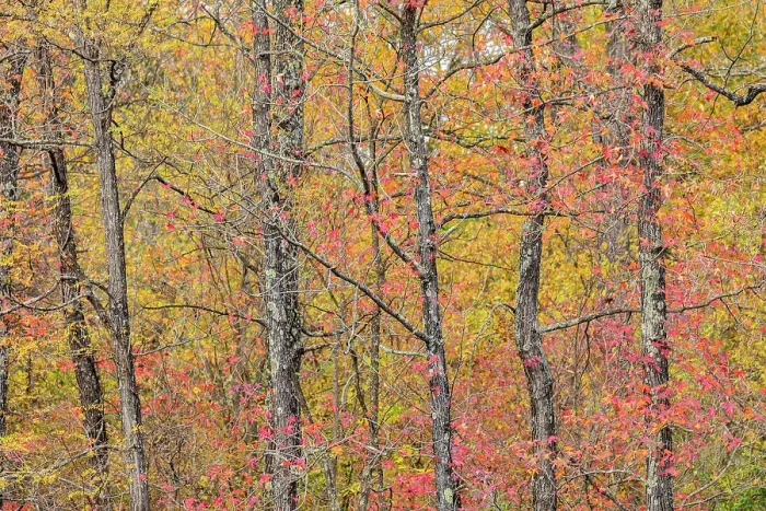 Framed Print : Fall color at Pyramid State Park, Perry County, Illinois Date Framed Print : Fall color at Pyramid State Park, Perry County, Illinois Date