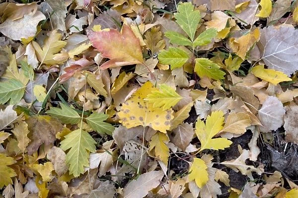 Fallen autumn leaves of box elder and cottonwood in Zion National Park, Utah