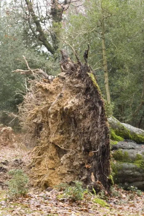 Framed Print : Fallen beech tree, showing shallow root plate; New Forest