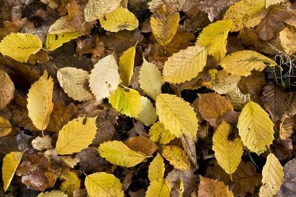 Fallen hornbeam leaves - in autumn in Great Wood