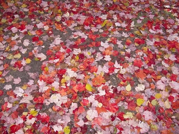 Fallen Maple leaves on forest floor Upper Penninsular Michigan, USA LA004415