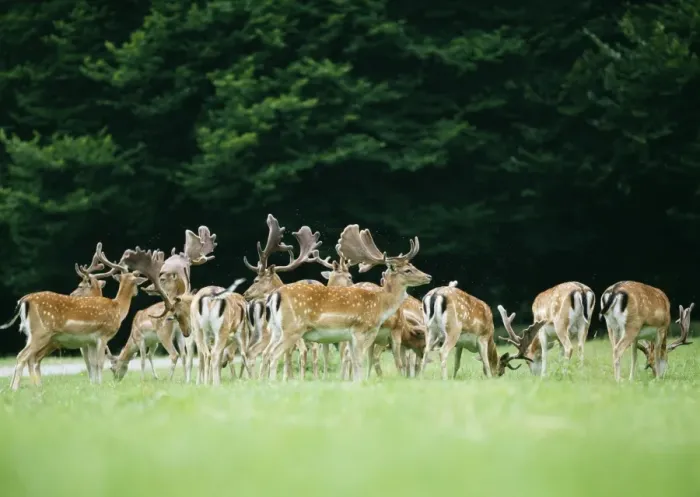 Framed Print : Fallow Deer Framed Print : Fallow Deer