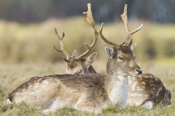 Fallow Deer - two adult bucks resting - Wiltshire - England - UK