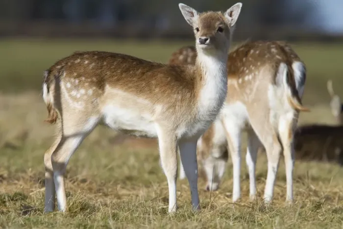 Framed Print : Fallow Deer - alert looking doe - Wiltshire - England - UK