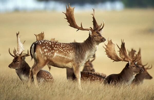 Fallow Deer Buck bachelor group