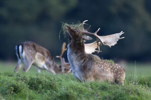 Fallow Deer - buck with grass on antlers during the rut - Seeland - Denmark