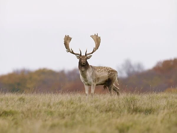 Fallow deer - buck - Klambenborg - Denmark
