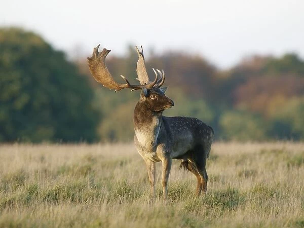Fallow deer - buck - Klambenborg - Denmark