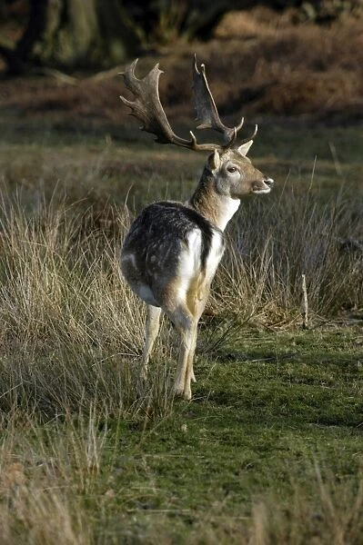 Fallow Deer - buck with palmate antlers. The winter coat is more uniform grey with spots less distinct. UK. December