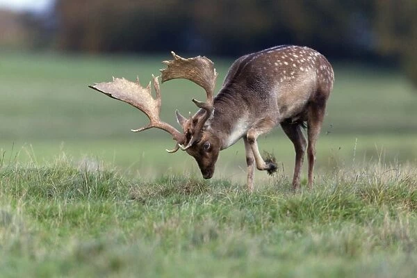 Fallow Deer - buck pawing the ground with hoof - during the rut - Seeland - Denmark