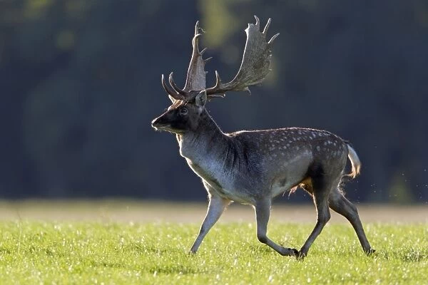 Fallow Deer - buck running - during the rut - Seeland - Denmark