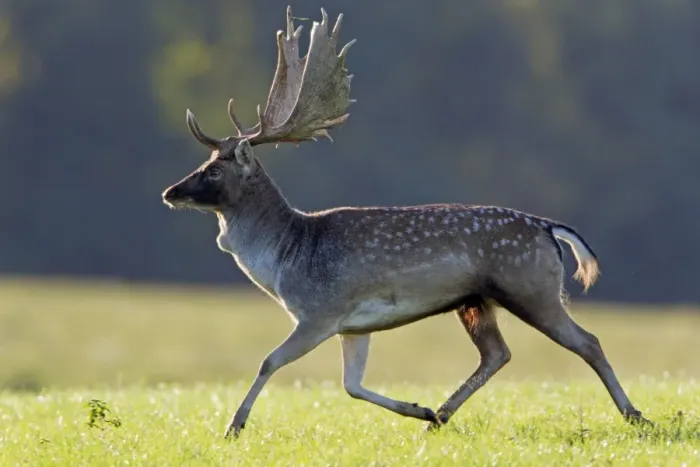 Framed Print : Fallow Deer - buck running - during the rut - Seeland - Denmark Framed Print : Fallow Deer - buck running - during the rut - Seeland - Denmark