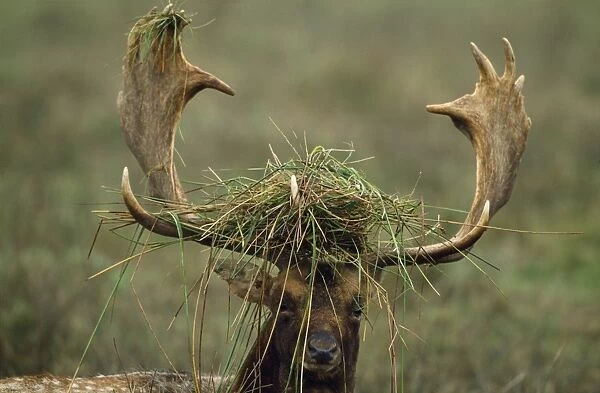 Fallow Deer - buck in rut UK