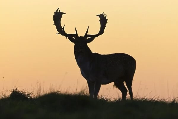 Fallow Deer - buck as silhouette standing on horizon at dusk - during the rut - Seeland - Denmark