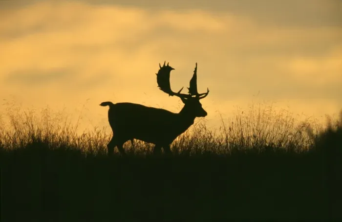 Framed Print : Fallow Deer - buck silhouetted against morning sky-line Framed Print : Fallow Deer - buck silhouetted against morning sky-line