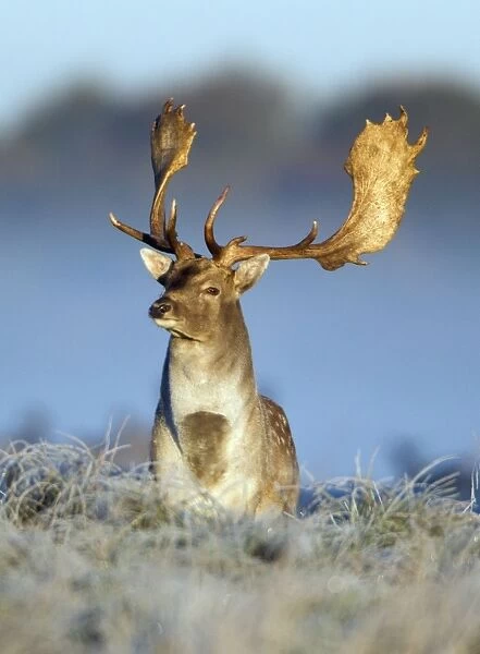 Fallow Deer - buck standing alert on frost covered meadow - during the rut - Seeland - Denmark